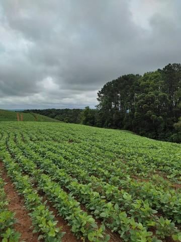 CHACARA  MARGENS BR 476 (ROD XISTO) BAIRRO SERRINHA,  FINAL RUA JOSE MOSSON