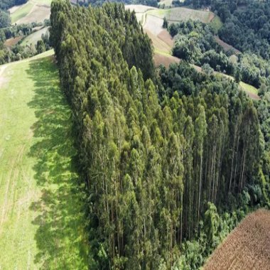 24.000 M2 /EUCALIPTO 13 ANOS / IDEAL INVESTIDOR 24.000 M2 /EUCALIPTO 13 ANOS / IDEAL INVESTIDOR