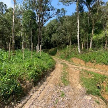 100.000M2/MARGENS PR410 EST GRACIOSA/PLANTAÇÃO PUPUNHA PRODUZINDO 100.000M2/MARGENS PR410 EST GRACIOSA/PLANTAÇÃO PUPUNHA PRODUZINDO