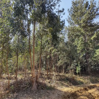 31.147 M2/BROTA EUCALIPTO/ÓTIMA LOCALIZAÇÃO/IDEAL INVESTIDOR 31.147 M2/BROTA EUCALIPTO/ÓTIMA LOCALIZAÇÃO/IDEAL INVESTIDOR