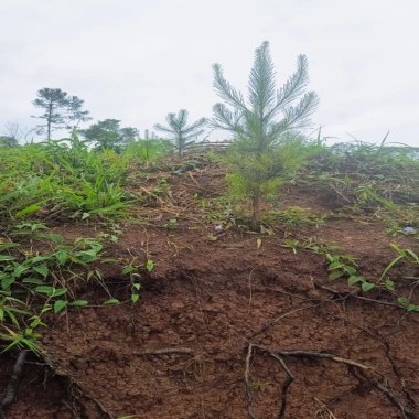 420.000m2/17.3 ALQUEIRES/PINUS E EUCALIPTO/IDEAL INVESTIDORES 420.000m2/17.3 ALQUEIRES/PINUS E EUCALIPTO/IDEAL INVESTIDORES